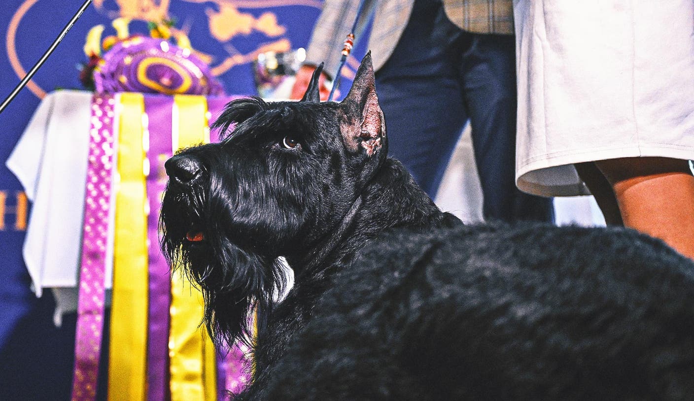 爱游戏体育：什么是？一场汇聚万千精英犬只的国际级盛宴